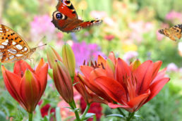 les-insectes-de-mon-jardin-scaled