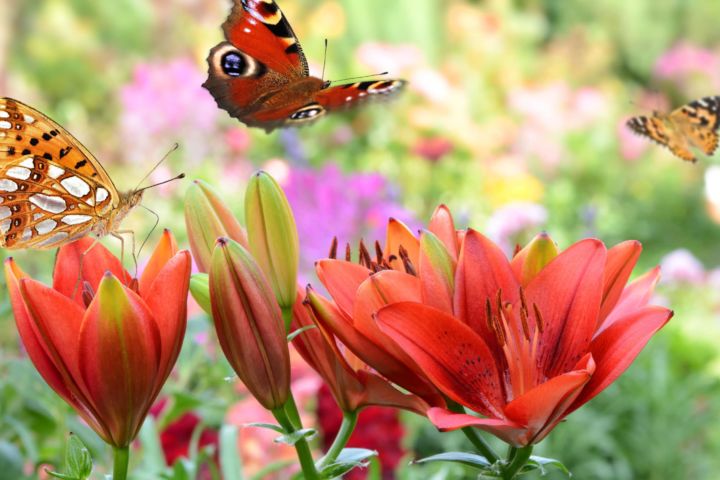 les-insectes-de-mon-jardin-scaled