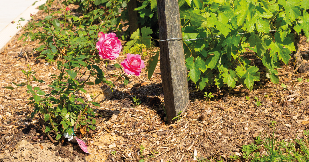 paillage organique BRF copeaux bois potager massif fleurs naturel