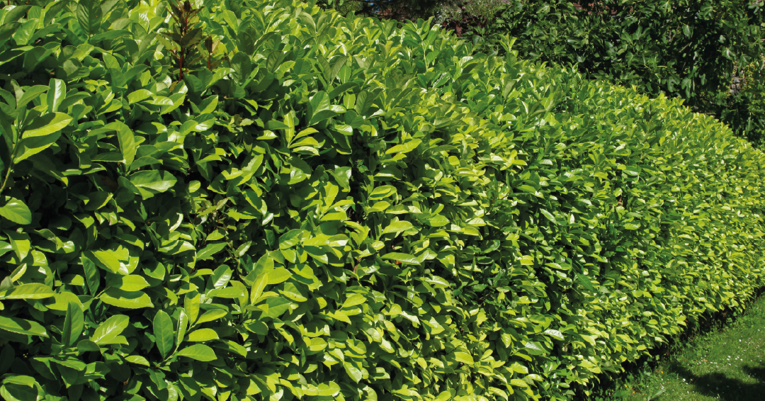occultation jardin haie végétale laurier photinia brise-vue naturel