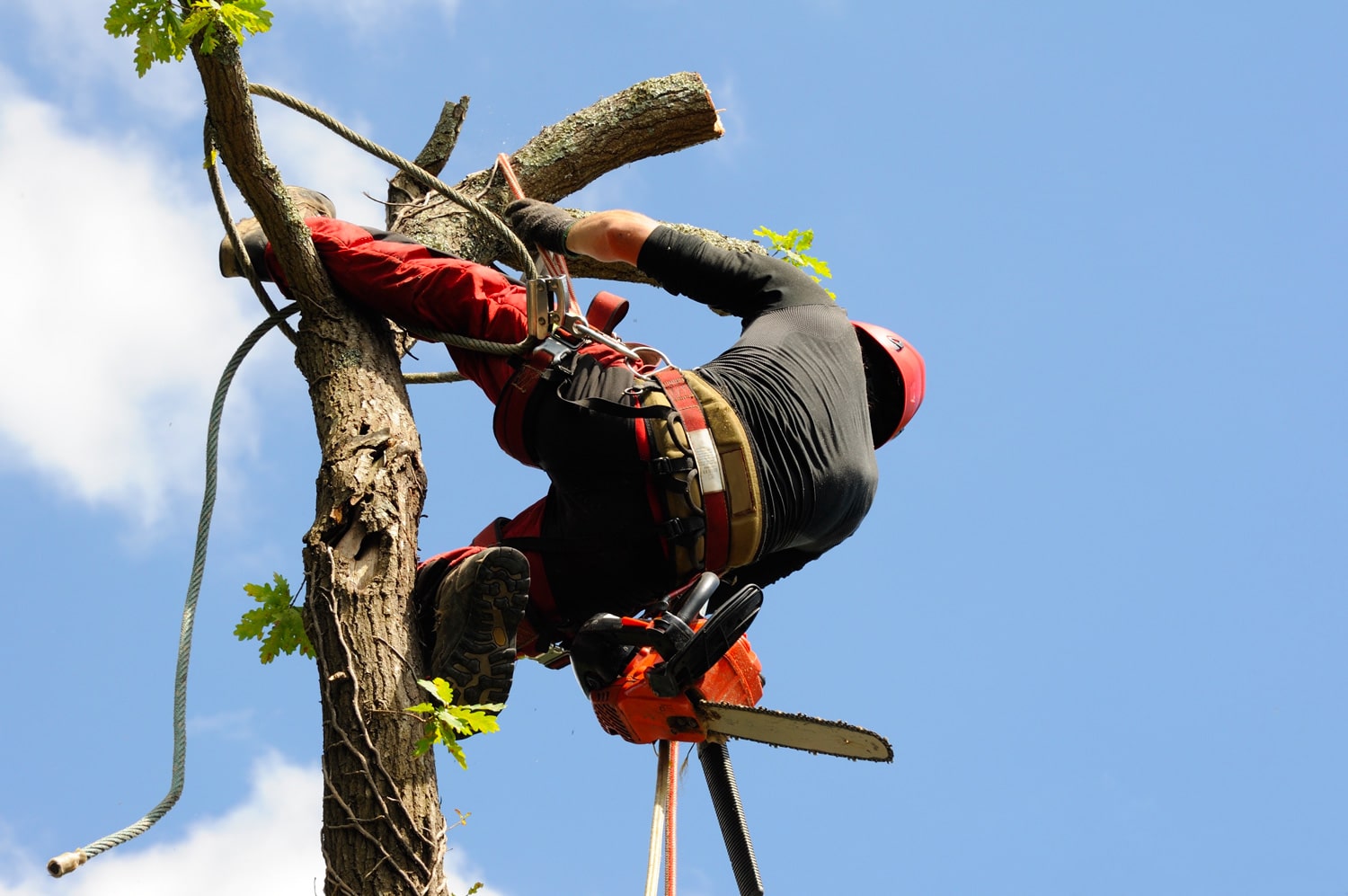 elagage des arbres - elagueur en action