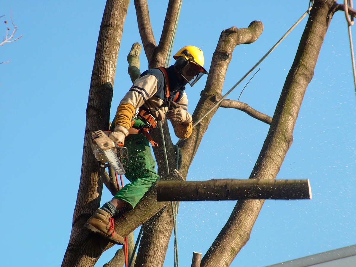 Elagage des arbres