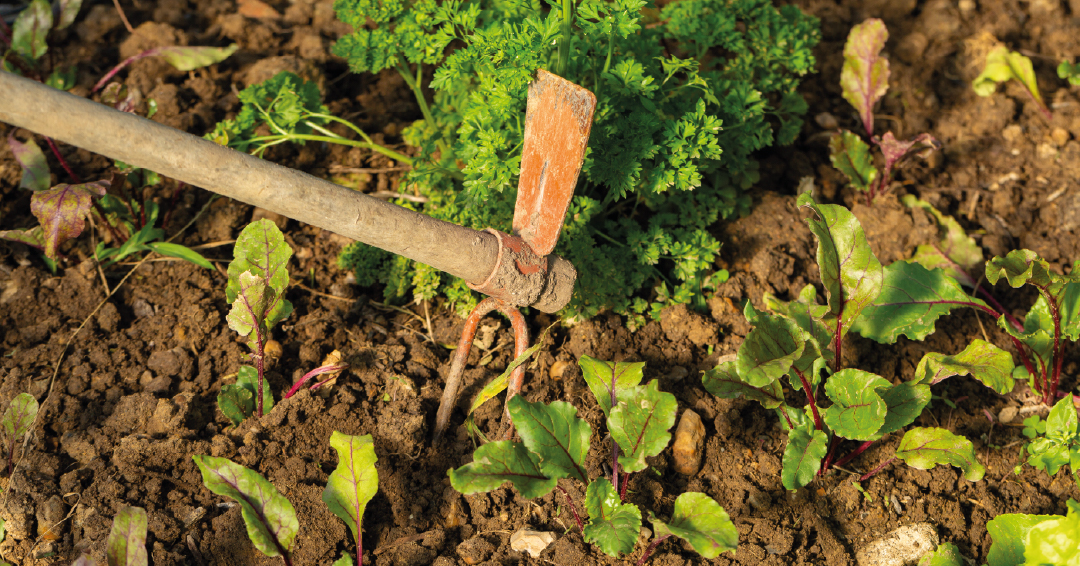 semis de légumes de printemps au potager par un jardinier