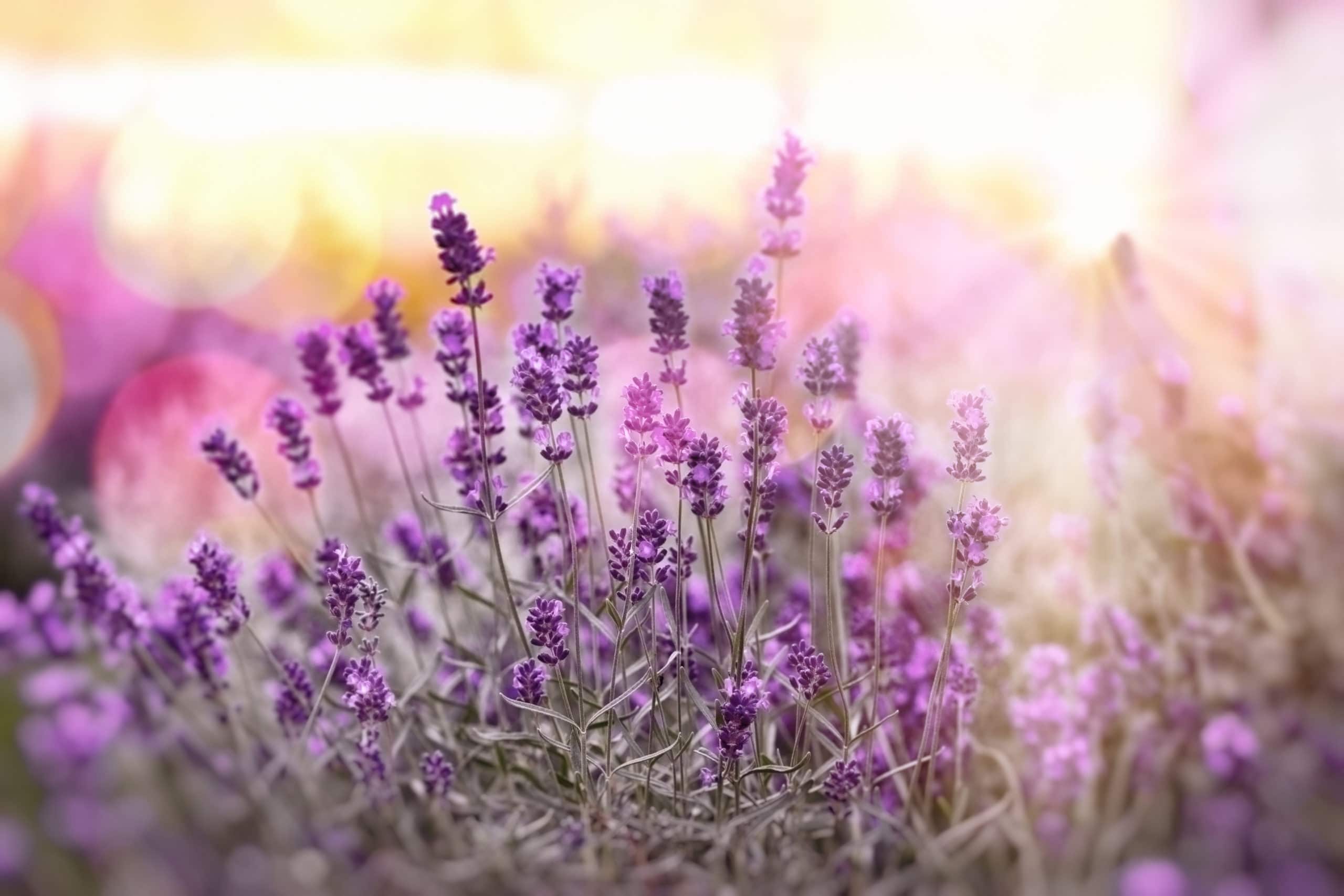 preparation-jardin-allergie