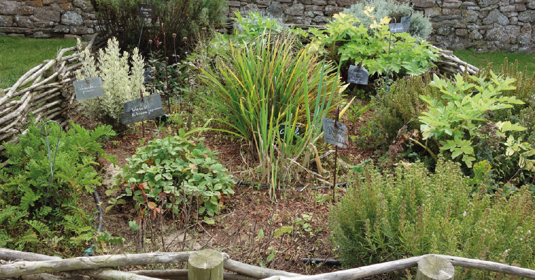 associations plantes jardin nourricier herbes aromatiques ciboulette thym