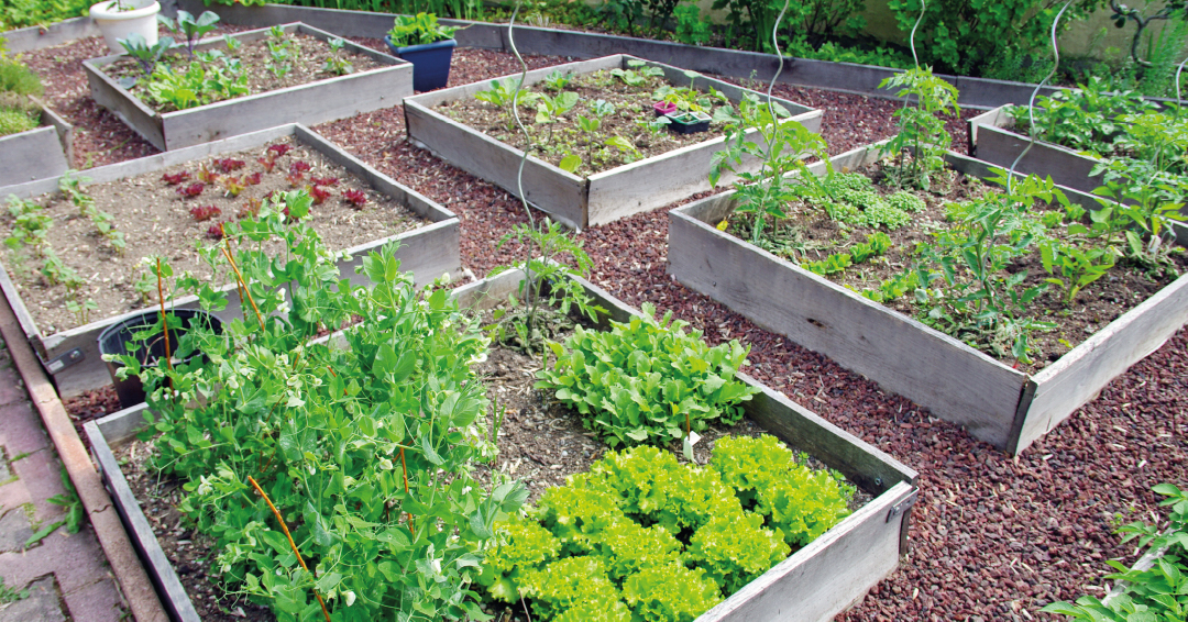 bacs potagers jardin légumes plantes aromatiques salade