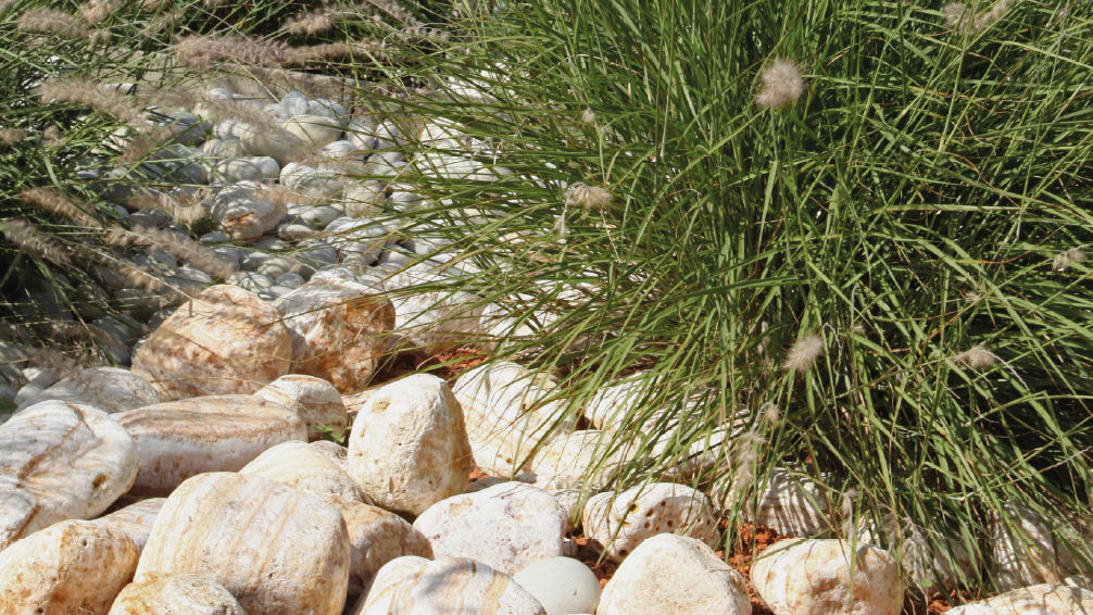 jardin rocaille pierres sèches plantes succulentes vivaces