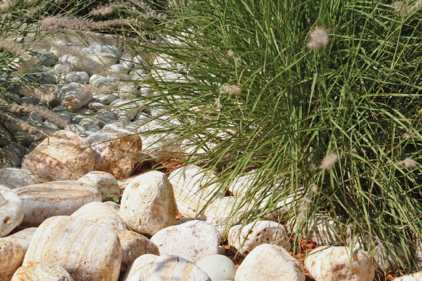 jardin rocaille pierres sèches plantes succulentes vivaces