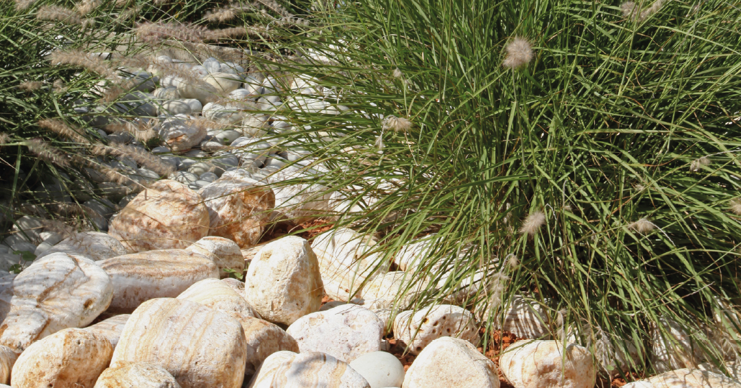 jardin rocaille pierres sèches plantes succulentes vivaces