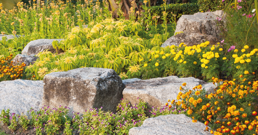 jardin sec enrochements plantes peu gourmandes en eau