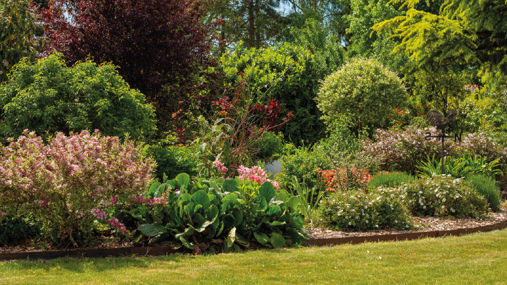 jardin automne asters chrysanthèmes couleurs feuillage