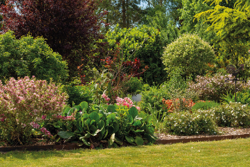 jardin automne asters chrysanthèmes couleurs feuillage