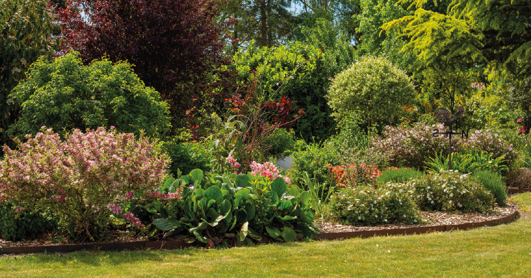 jardin automne asters chrysanthèmes couleurs feuillage