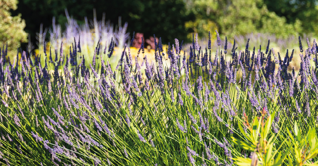 jardin été lavande massif coloré paysagiste réseau Alliance Paysage