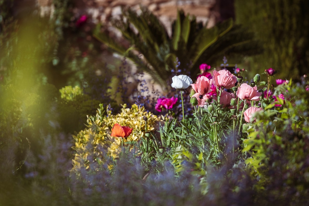 fleurs de jardin d été,fleurs de jardin d&#039;été