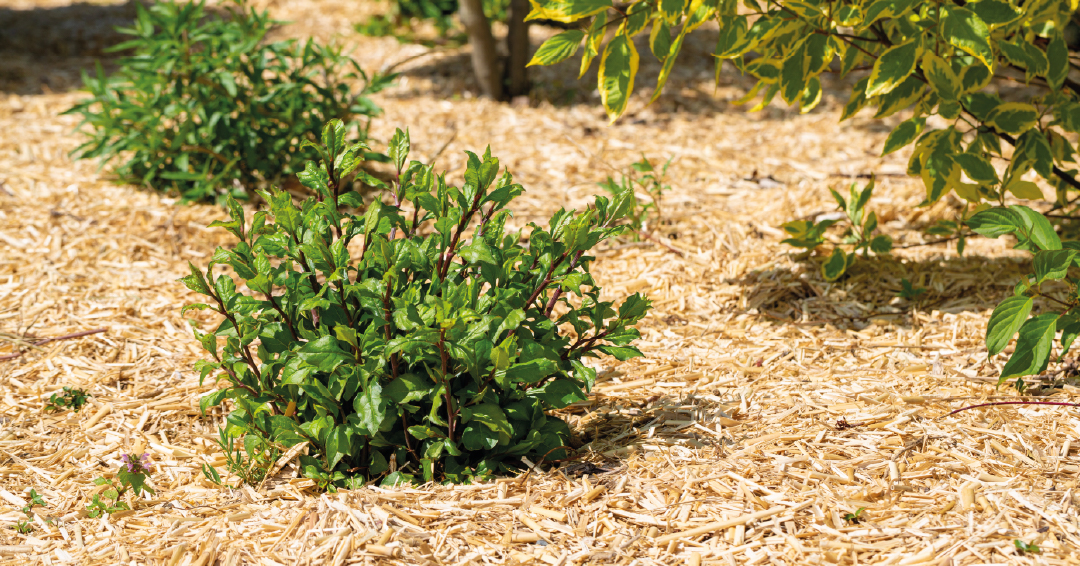 allée de jardin potager paille feutre géotextile
