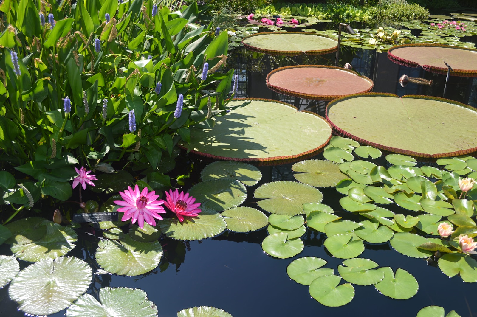 bassin de jardin