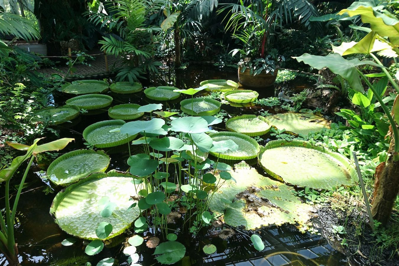 jardin écologique,jardin ecolo