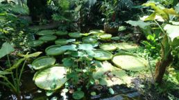 jardin écologique