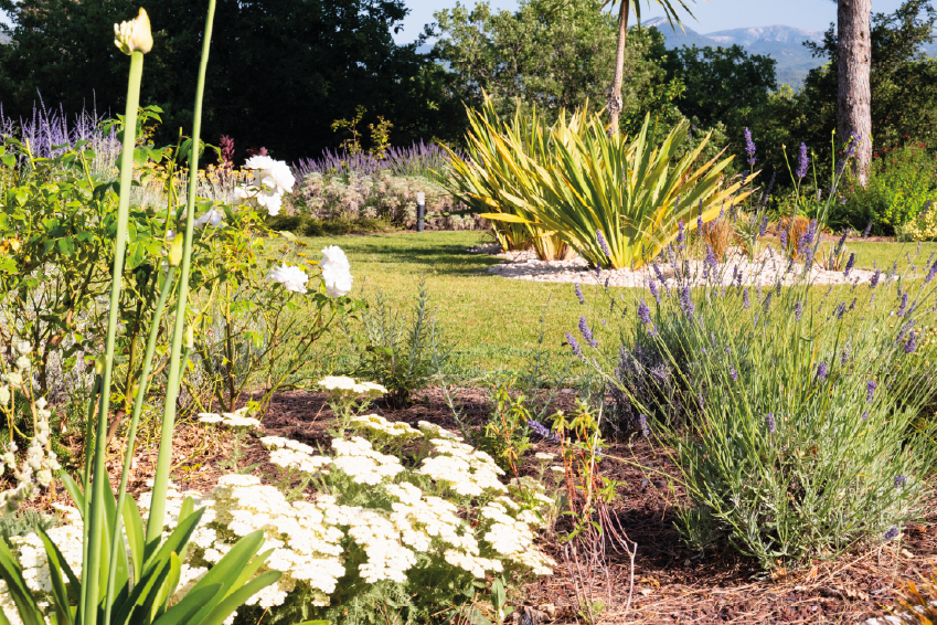 gestion eau jardin écologique récupération pluie goutte à goutte paillage