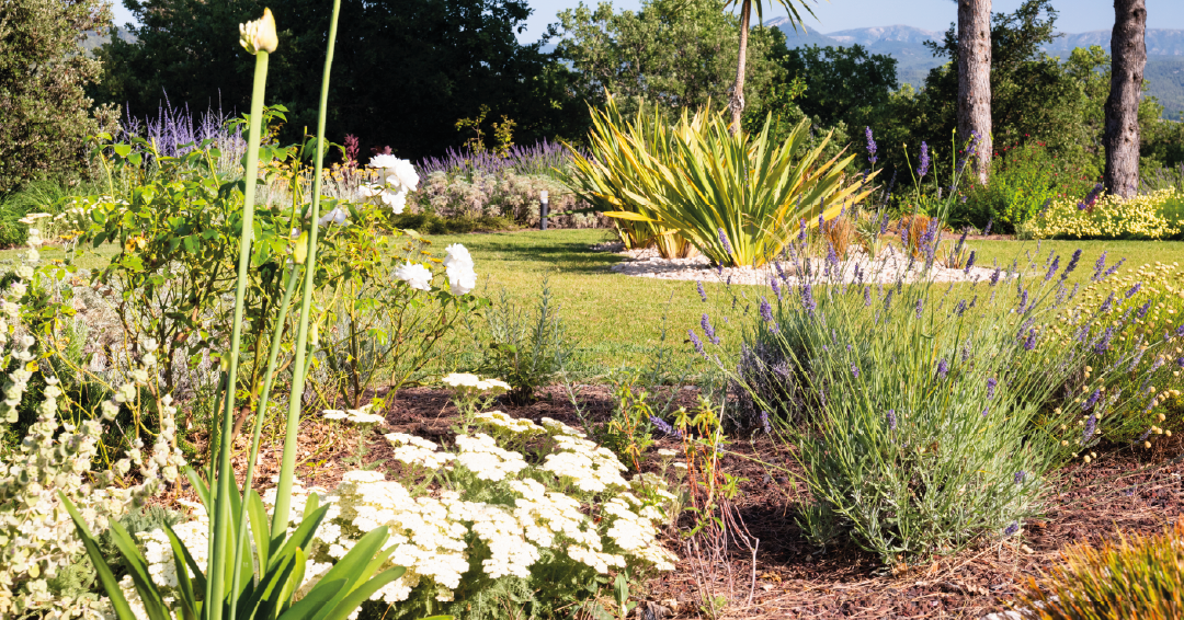 gestion eau jardin écologique récupération pluie goutte à goutte paillage