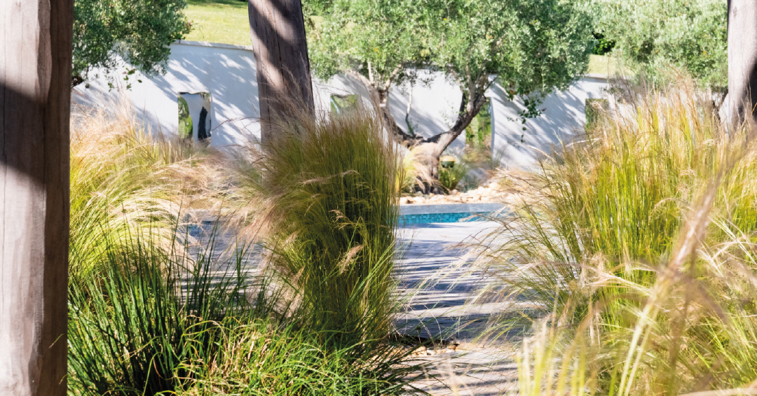 végétaux résilient jardin méditerranéen graminées oliviers