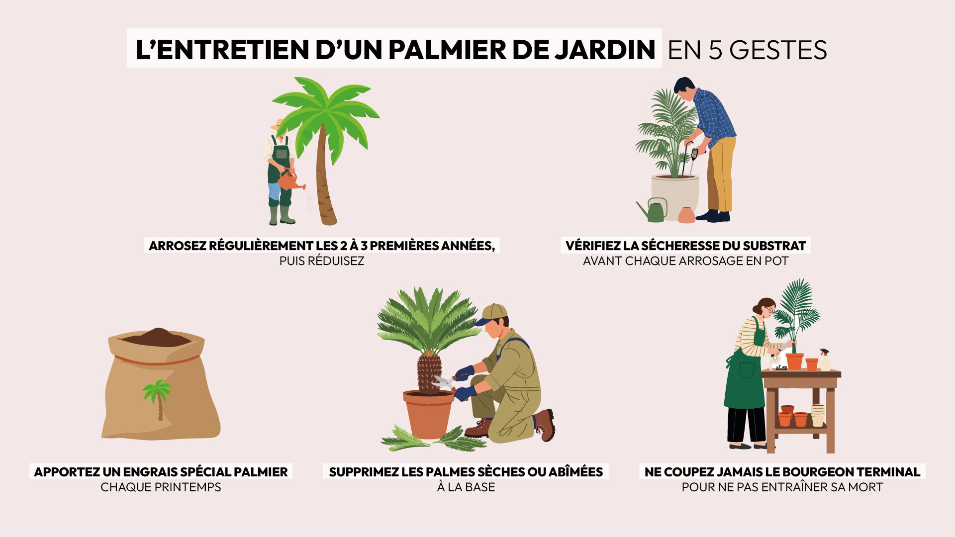 astuces entretien palmier extérieur arrosage engrais taille