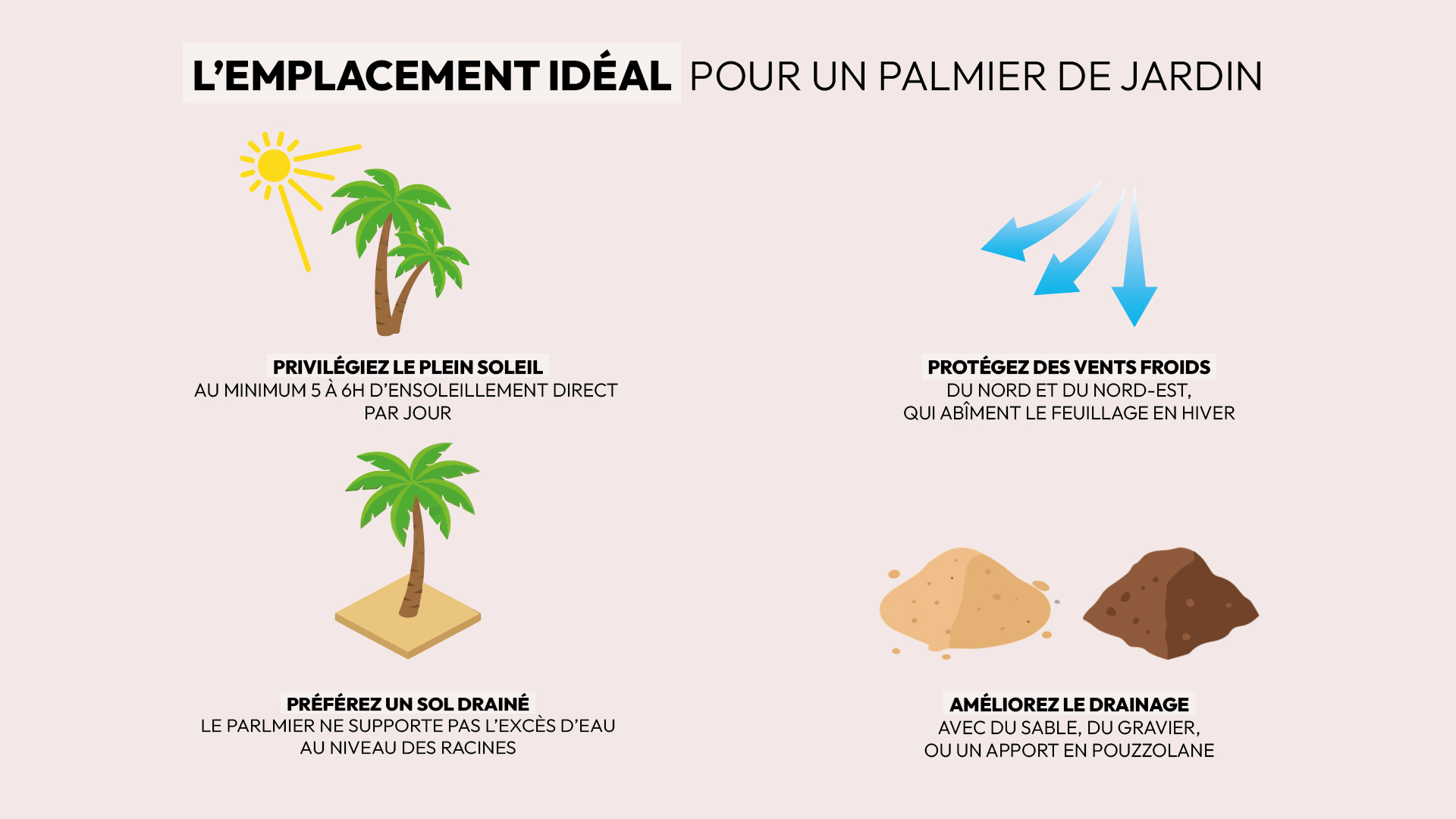 conseils choisir emplacement idéal palmier exposition sol drainage