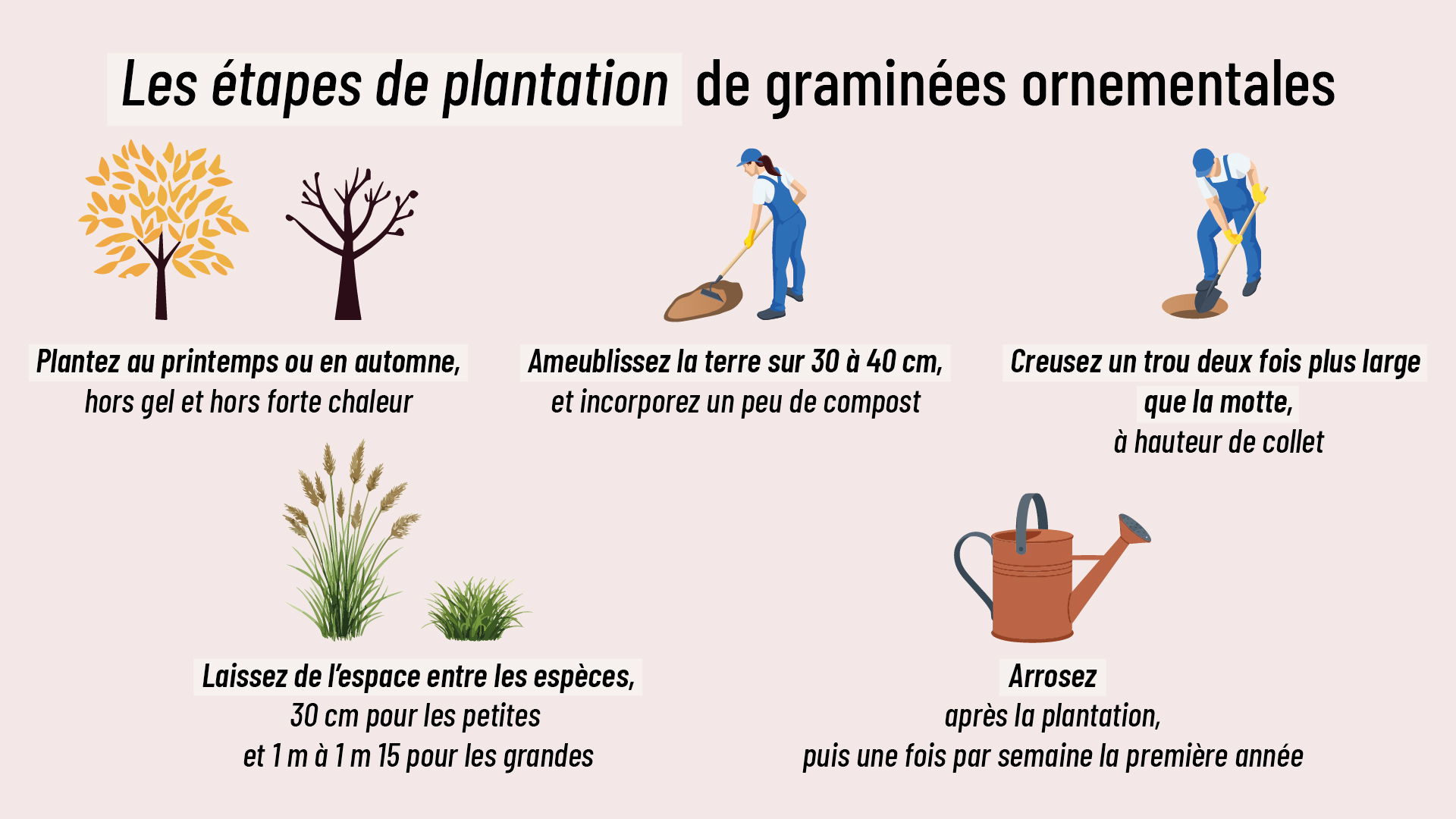 étapes de plantation de graminées ornementales