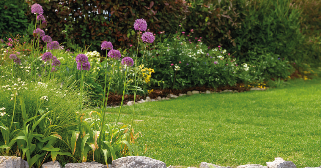 des graminées dans un jardin installées par des paysagistes du réseau Alliance Paysage