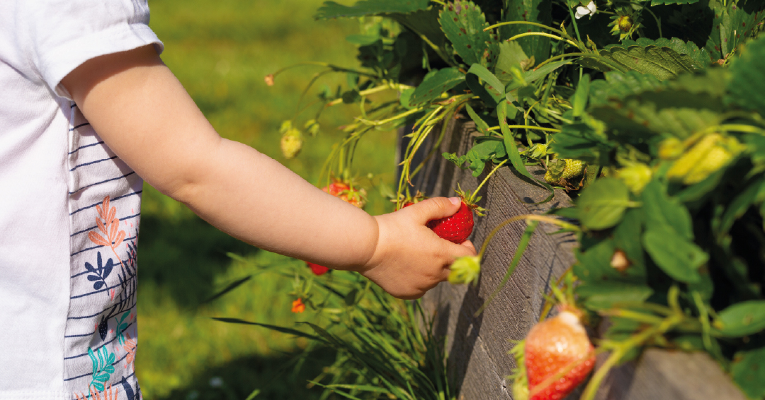 fraisiers dans un potager de jardin pour éveiller les sens