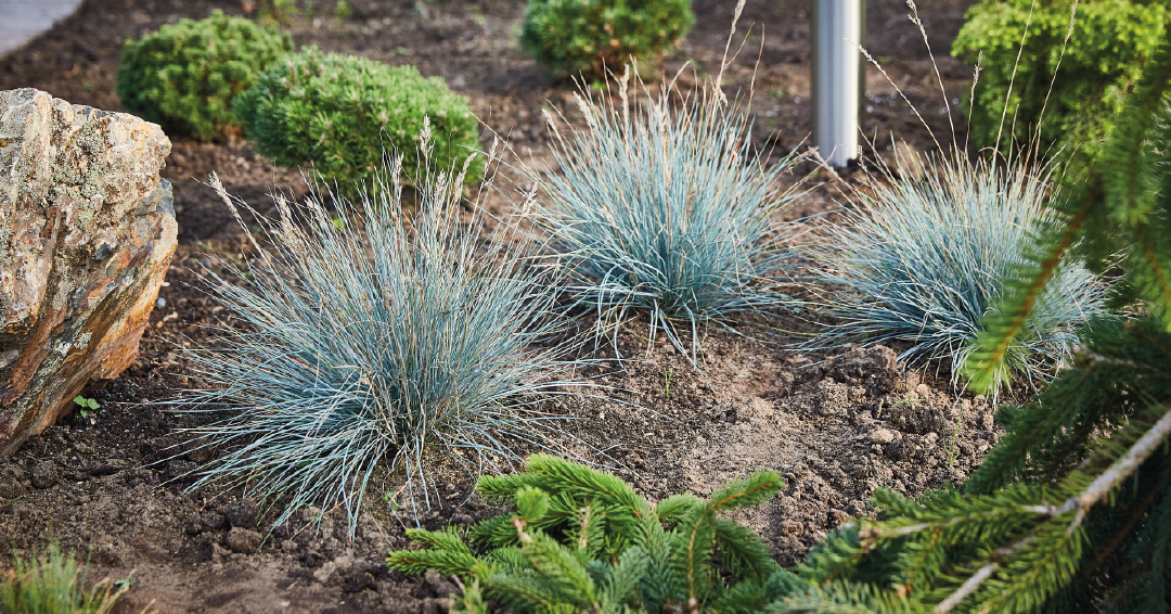 une graminée ornementale de type fétuque dans un massif de jardin