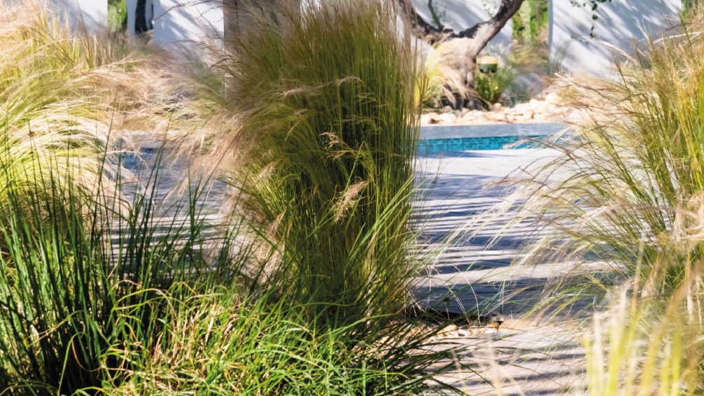 fétuque bleue, stipa et carex le long d’une bordure de jardin contemporain