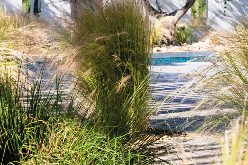 fétuque bleue, stipa et carex le long d’une bordure de jardin contemporain