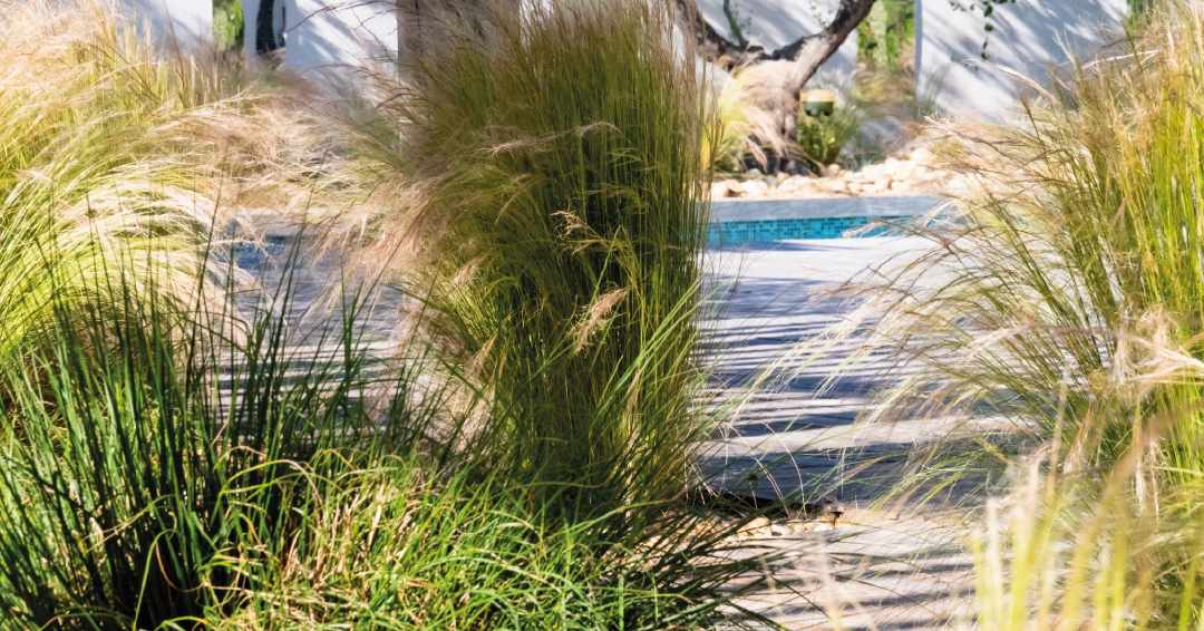 fétuque bleue, stipa et carex le long d’une bordure de jardin contemporain
