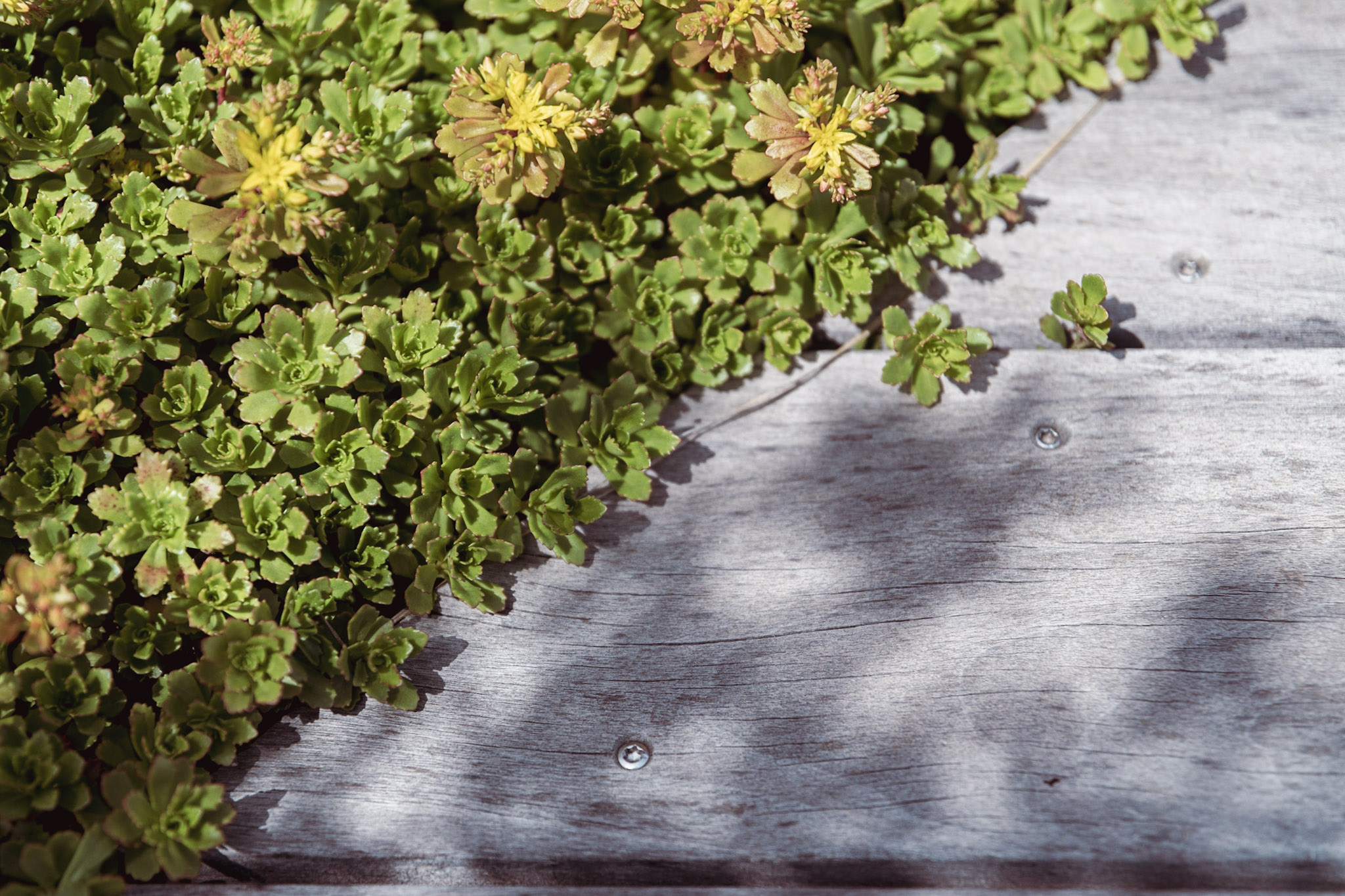 des plantes grasses au bord d’une terrasse