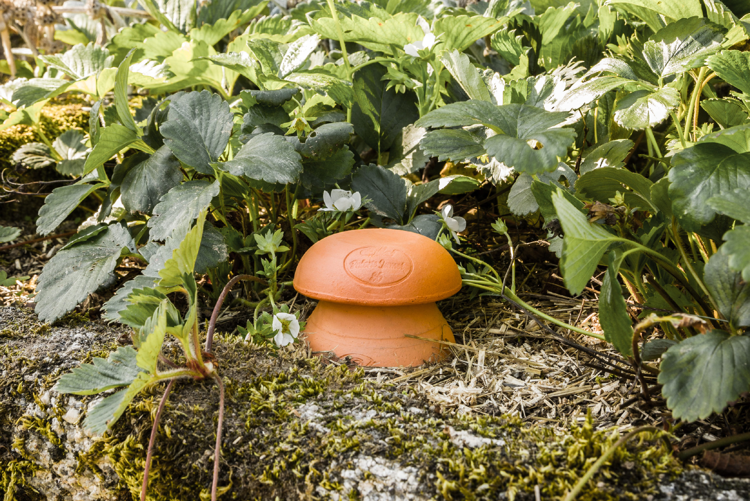 une jarre en terre cuite plantée dans un massif