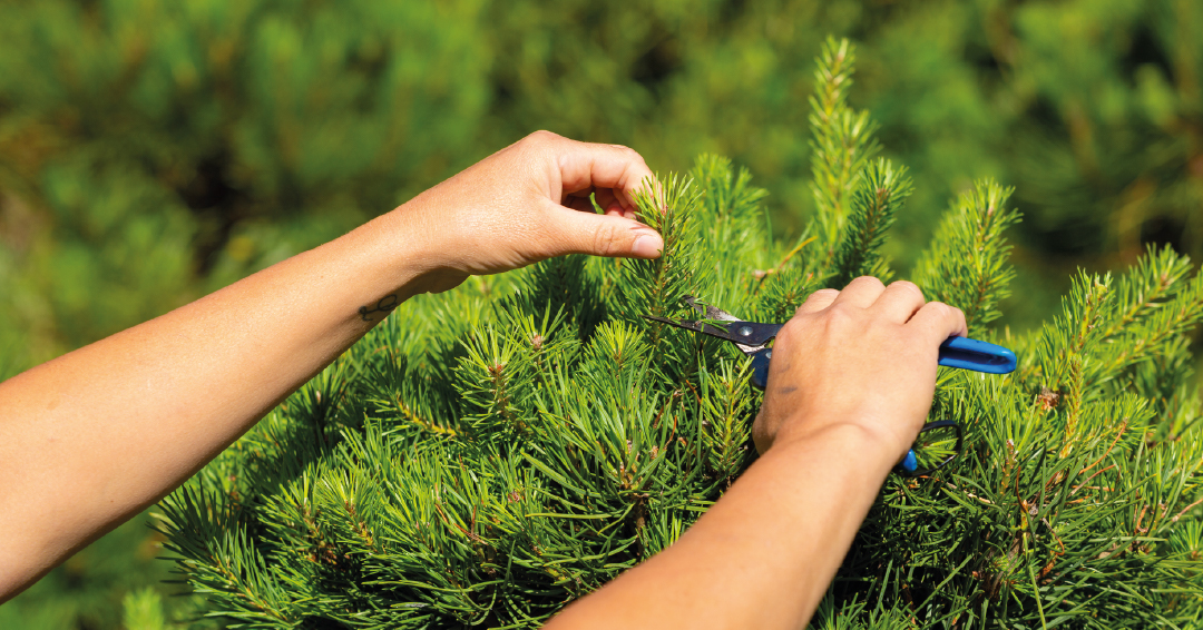 une taille d’arbuste dans un massif pour un beau jardin