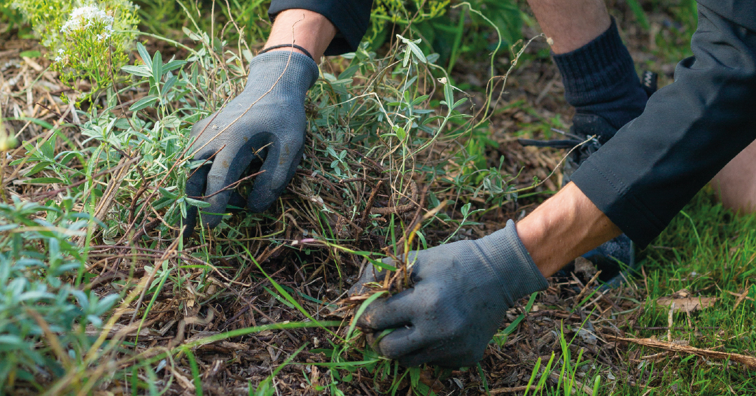 une rotation de cultures effectuées dans un jardin