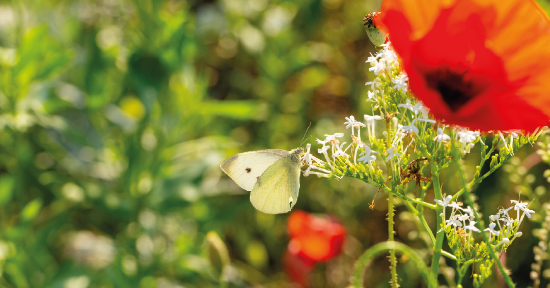 un jardin entretenu pour favoriser la biodiversité