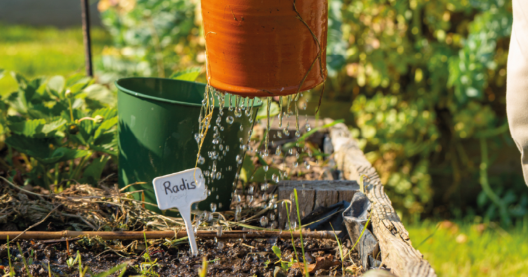 des plantes potagères bénéficiant d’un arrosage raisonné