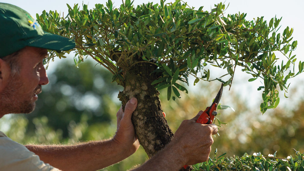 un paysagiste assurant en entretien paysager