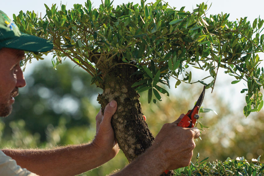 un paysagiste assurant en entretien paysager