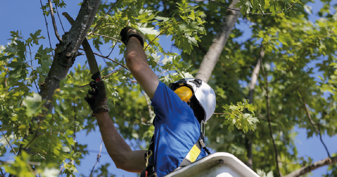 un élagueur-grimpeur en train de tailler un arbre