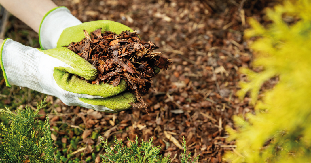 des copeaux de bois utilisés pour faire du paillage