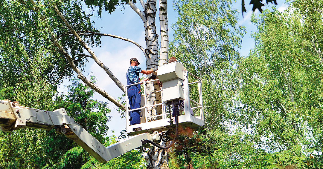 un professionnel de la taille des arbres dans une nacelle élévatrice