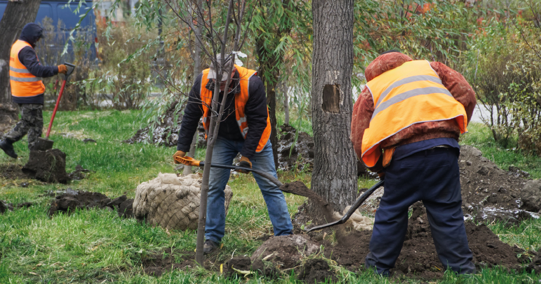 des paysagistes en train de creuser avec des pelles et pioches pour des travaux de plantation