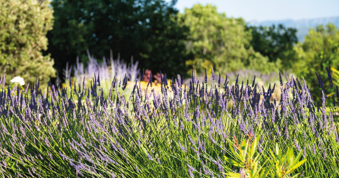 des plantes peu gourmande en eau et résistantes à la sécheresse