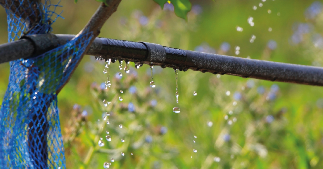 un arrosage goutte-à-goutte dans un jardin
