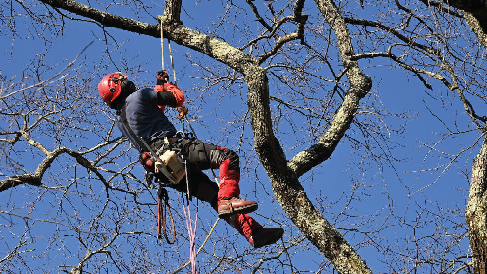 un paysagiste en train d'élaguer un arbre dans un jardin